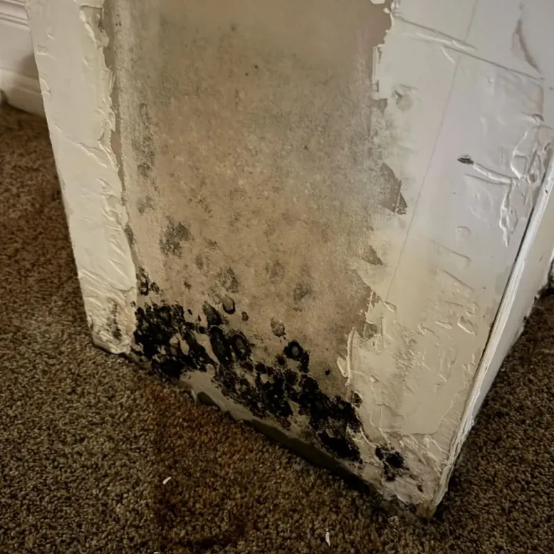 Professional Mold Removal in Dickson City, PA